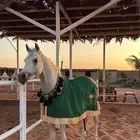 حصان واهو خط جمال