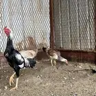 دجاج باكستاني