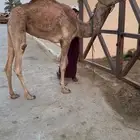 رحول ( مقود ) بكره مفروده