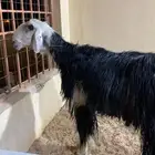 طلي نجدي مشروط