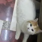 ابو عريش