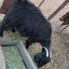 عنز طيبه علا وشك التقفيل