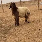 خروف للبيع