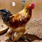 ديوك براهما