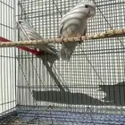 ببغاء روز