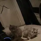 قطط للبيع
