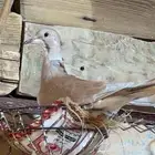 حمام ياكريم