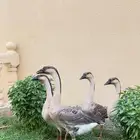 للبيع وز عراقي صافي كوبرا