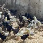 صيصان