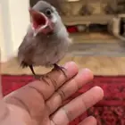 للبيع فرخ بلبل