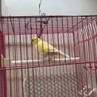 كناري ذكر