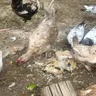 دجاج بلدي