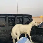 حري ذبيحه كفو السوم 1050