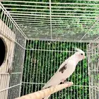 جوز كروان بصمة - بايد بيرل تم البيع خارج الموقع