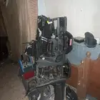 قشرة طبلون جنسس كوبيه