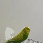 طير الحب بادجي