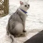 سكوتش حامل للتبني