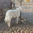 طلي فحل جذع صنف