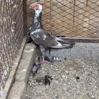 جوز كارير معه فرخ