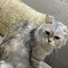 قطه شيرازيه انثى لتبني عمر سنه