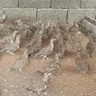 قطا نغاق