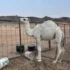 قعود للبيع