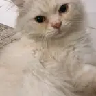 قط لتبني