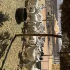 معزى بفحلها