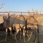 حشوان