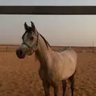 مهر واهو مكس