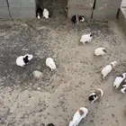 وبران بلديه للبيع