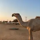 لقي للبيع طيب جدا