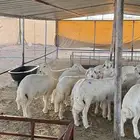 بهم كفو للبيع