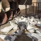 حمام حب رمان وايراني