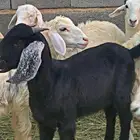 تيوس عوارض للبيع