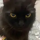 السلام عليكم