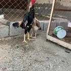 ديك شامو ياباني اوسكا