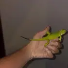 أغوانا