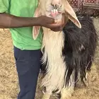 فحل نجدي مشروط على المسك