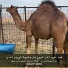 قعود أدهم مشروع فحل