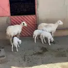 غنم ضان ولد