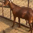مشروع فحل ادهم كلهاري