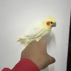 للبيع حبه كروان لاتينو (( تم البيع ))