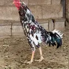 ديك باكستاني