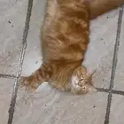 اوتيل قطط و سمك سلاحف كلشي