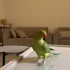 طير دره ضايع في حي الرمال اليوم الصباح