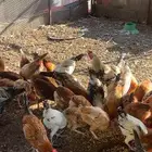 دجاج بلدي