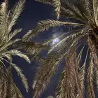 شاعر جزل ومتمكن