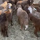 سواكن مرباه للبيع الحناكيه