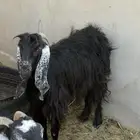 عنز عارضيه